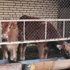 гуложынлар