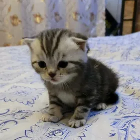 шиншилла+шотландка