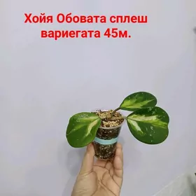 ХОЙЯ РАЗНЫЕ СОРТА