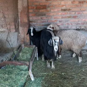 чебищ токлы гечи