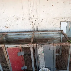 Кетек.,Katak  horaz ketek