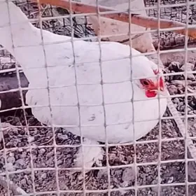 karlık horaz.yamonkic