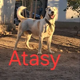 Turkmen alabayy 1.9 ay