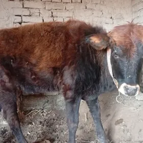 yasy dolmadyk gunajyn