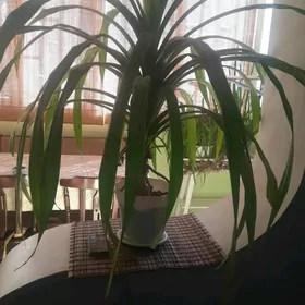 комнатный цветок панданус