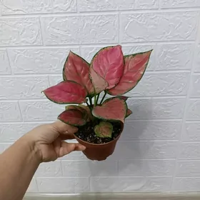 АГЛАОНЕМА ПИНК