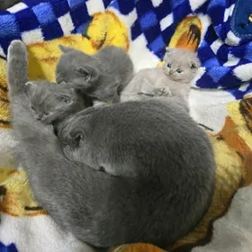 Британские Котята