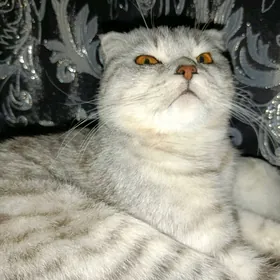 Кот для вязки