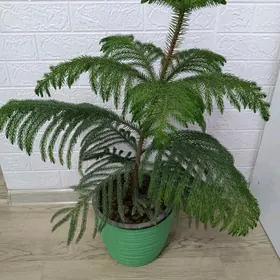 ДОМАШНЯЯ ЁЛКА