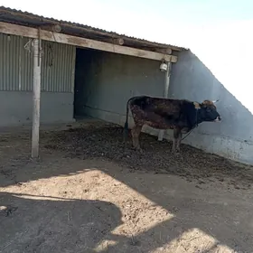 1 guzlan gysyr Sygyr