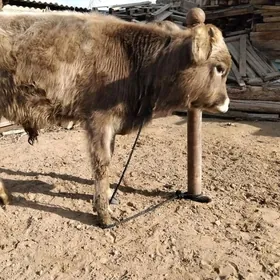 ŞWES OKÜZ YERLI MAL