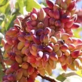 FISTASKA ANTEP FISTIK TURK