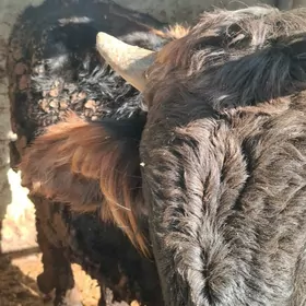 Ökuz arassa șwed tohum.