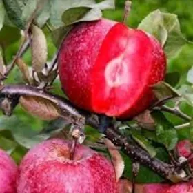 САЖЕНЦЫ SAPLING TURK NAHAL