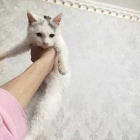 в добрые руки