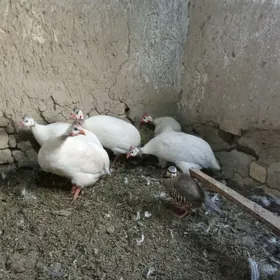 Sesarka ak görnüşi