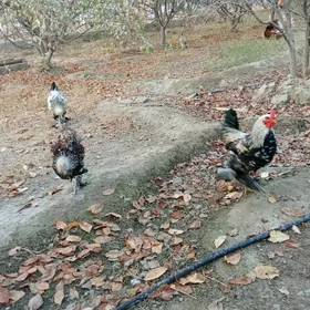 Brama bolgar tohum goraglary.