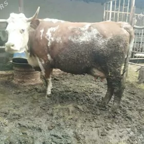 Smmental Galistevin sygyrlar