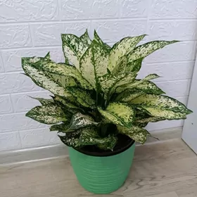 АГЛАОНЕМА ДАЙМОНД