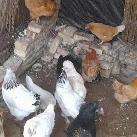 brama towuk 11sany Horaz 1sany