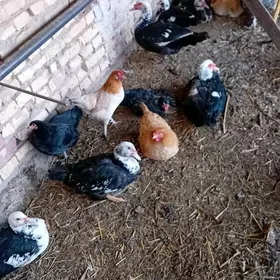 satlyk  muskus  ördek