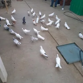 kepderi кепдер