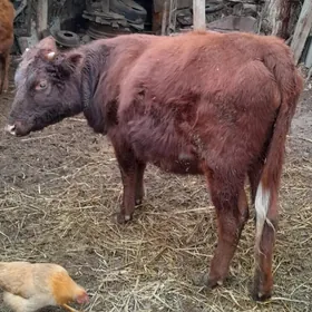 bakylan uly gacar mal