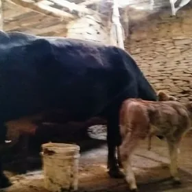 Gibrit Gölely sygyr