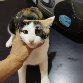 В добрые руки