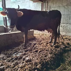 Swes dayow  2.5 aylyk