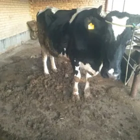 чорны пйостр