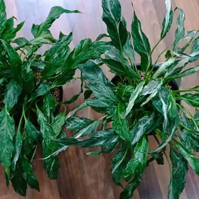 растения 5м-175м