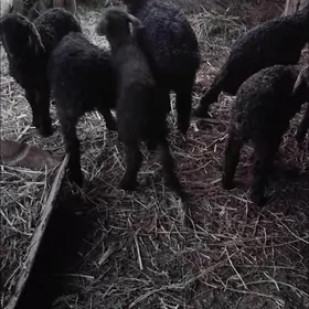 otygan turkmen Guzylar