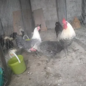 Brekel towuguň jüýjesi