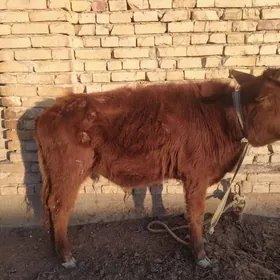 Smental unajyn okuca