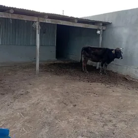 1 guzlan gysyr Sygyr