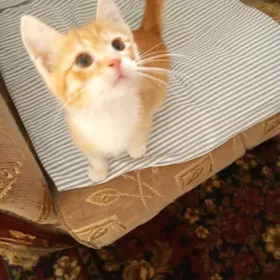 котенок 2,5 мес