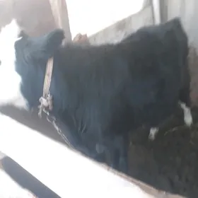 окуз голштейн