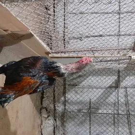 Taśkent horaz Tulek