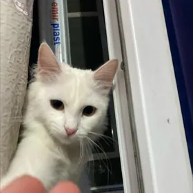 отдам в добрые руки