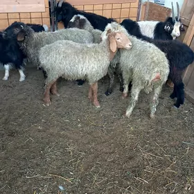 Kisar.Garaköl.İşşekler