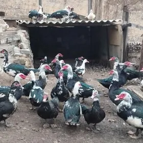 Индауки Обмен на курей