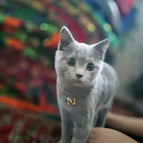 пропала кошка