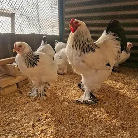 Брама Светлый арасса тохум