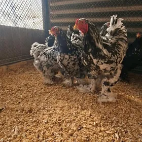 Брама Мраморный Арасса тохум