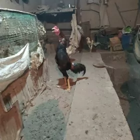 парода хораз йашна долмадык