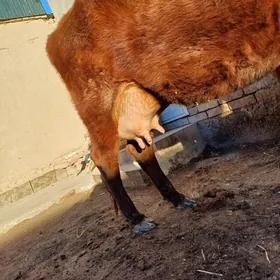 12.13.LITR SÜÝDLI GÖLELI SYGYR