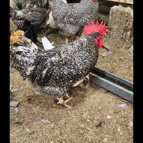 балгар хораз