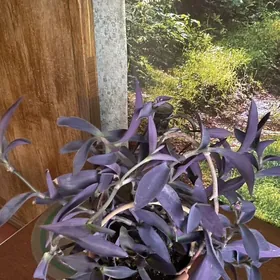 сеткреазия