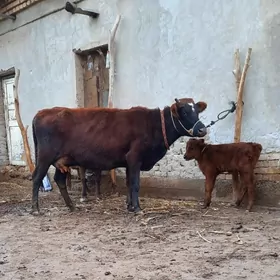 OWADANJA GÖLELI SYGYR YASMAL